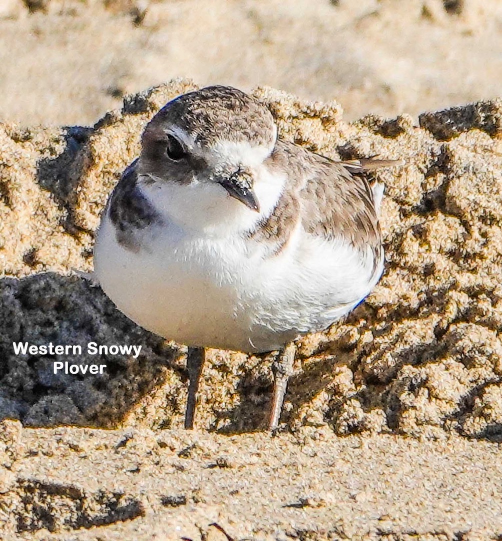Western Snowy Plover-122t.jpg