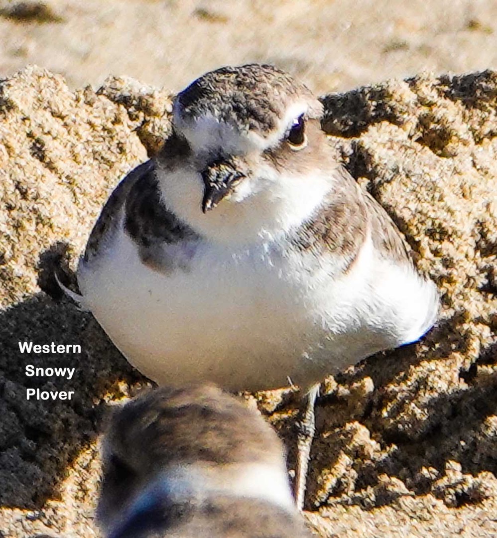 Western Snowy Plover-127t.jpg