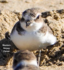 Western Snowy Plover-127t.jpg