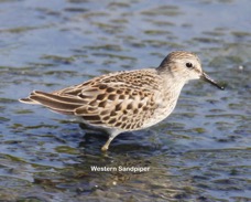 Western Sandpiper 1226.jpg