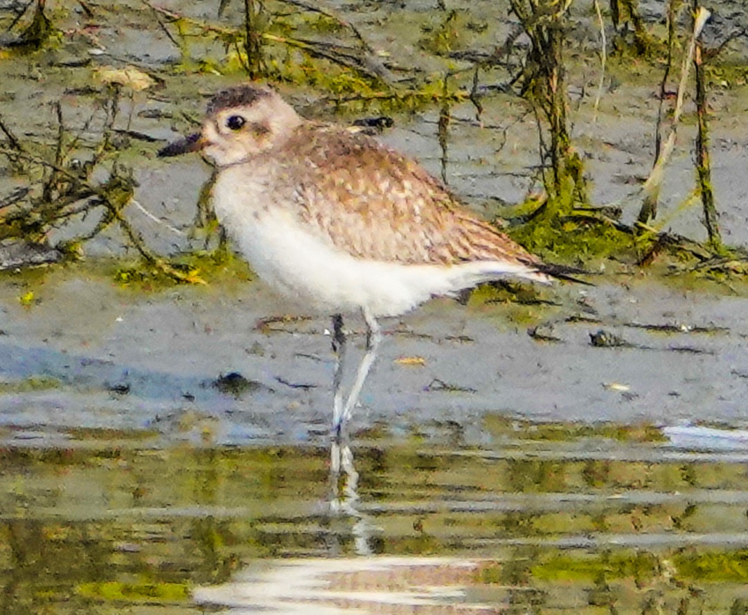 Western Sandpiper-33.jpg