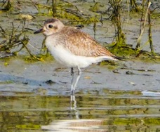 Western Sandpiper-33.jpg