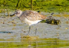 Western Sandpiper-34.jpg