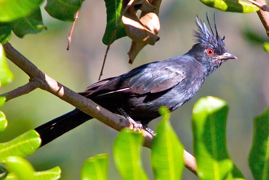 Phainopepla 6319.jpg