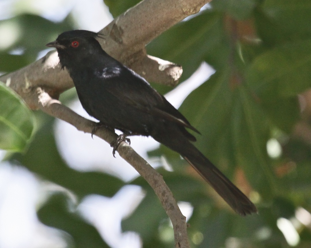 Phainopepla 5756.jpg