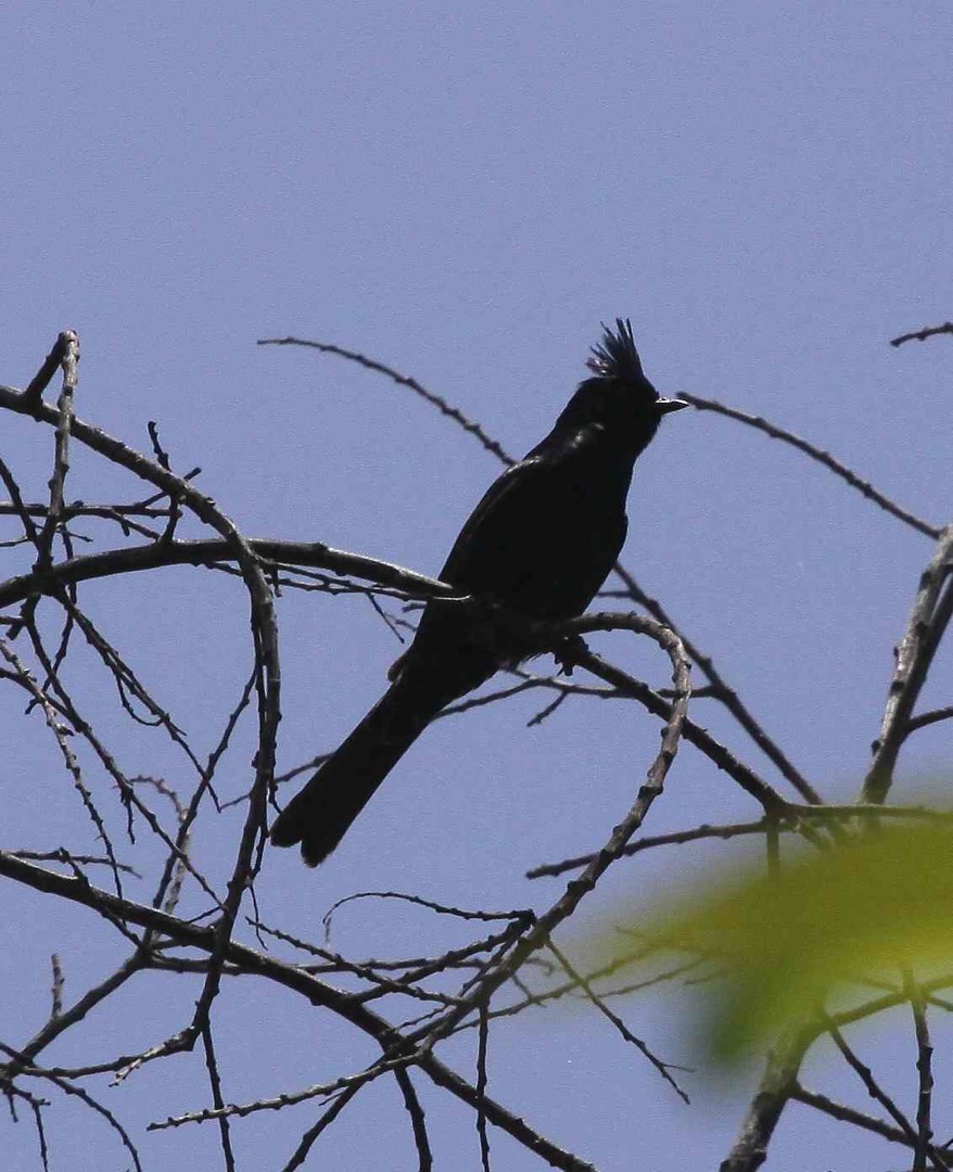 Phainopepla 2956