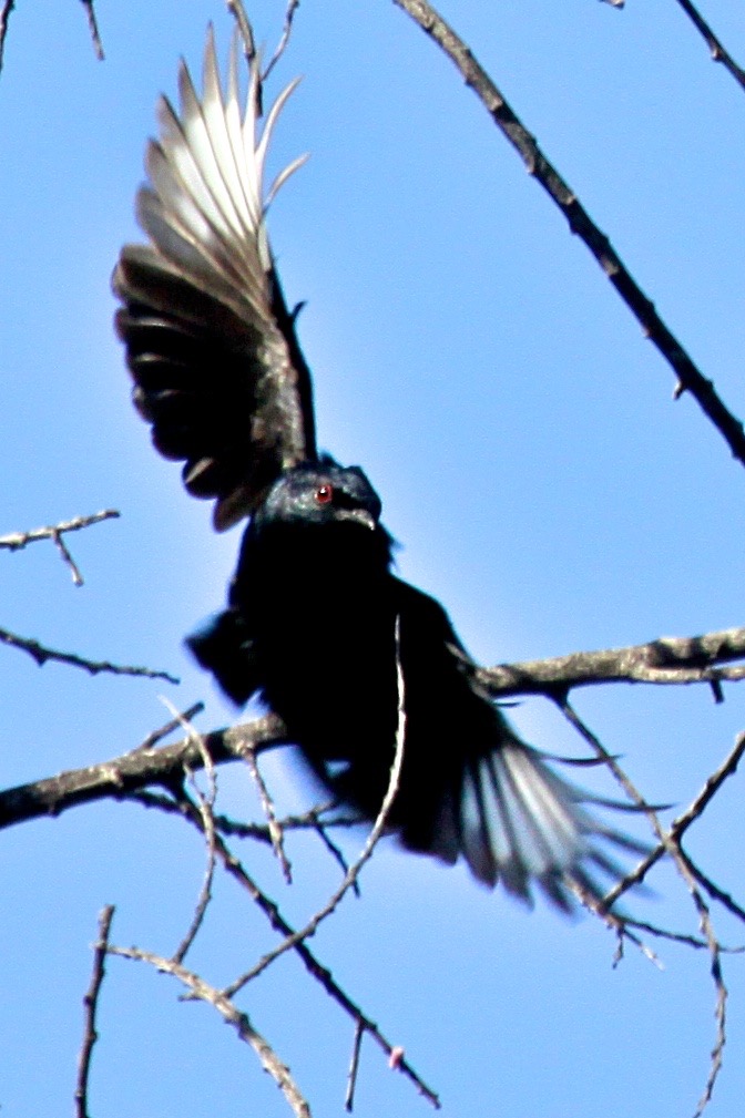Phainopepla 4568.jpg