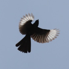 Phainopepla 7400.jpg