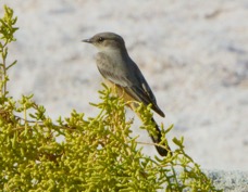 Say's Phoebe 2.jpg