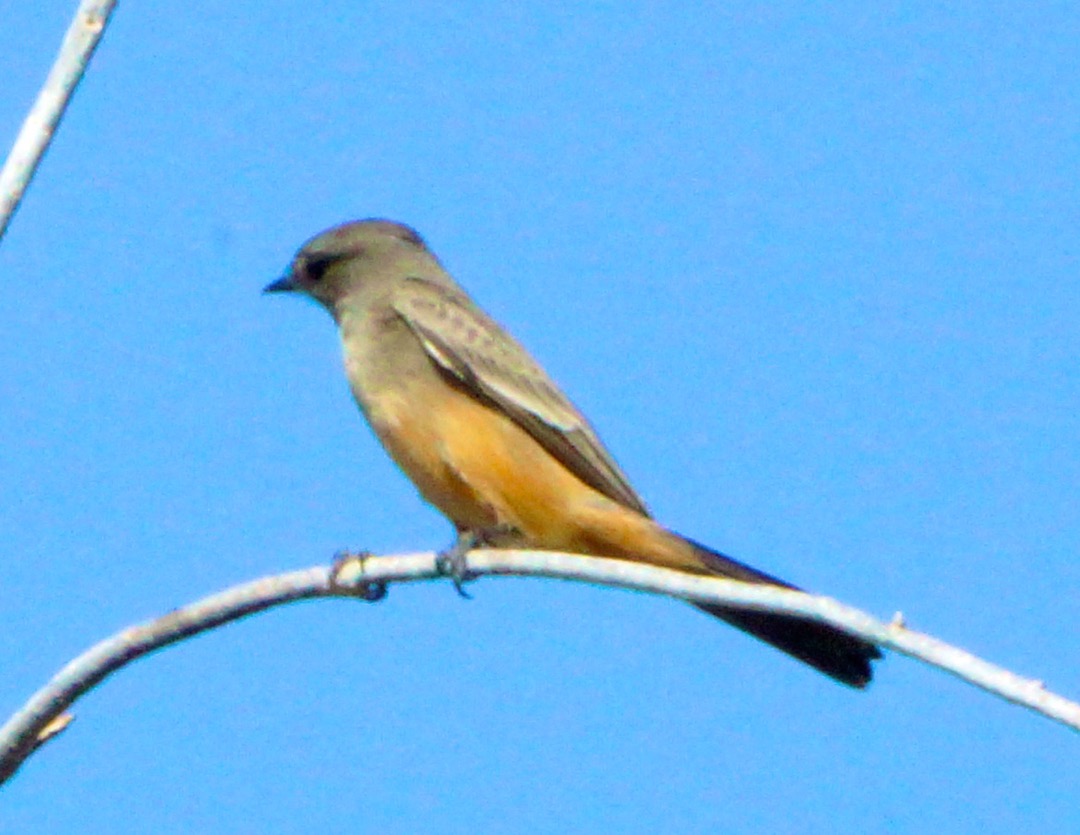 Say's Phoebe 1.jpg