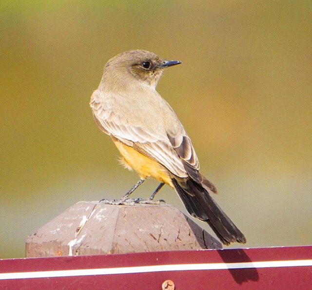 Say's Phoebe-27.jpg