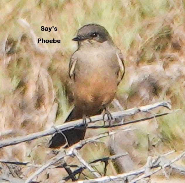 Say's Phoebe-166t.jpg