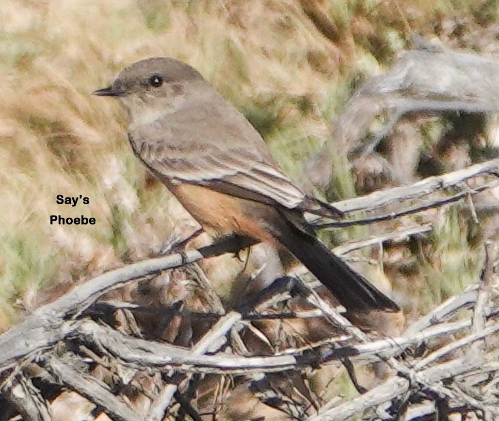 Say's Phoebe-172t.jpg