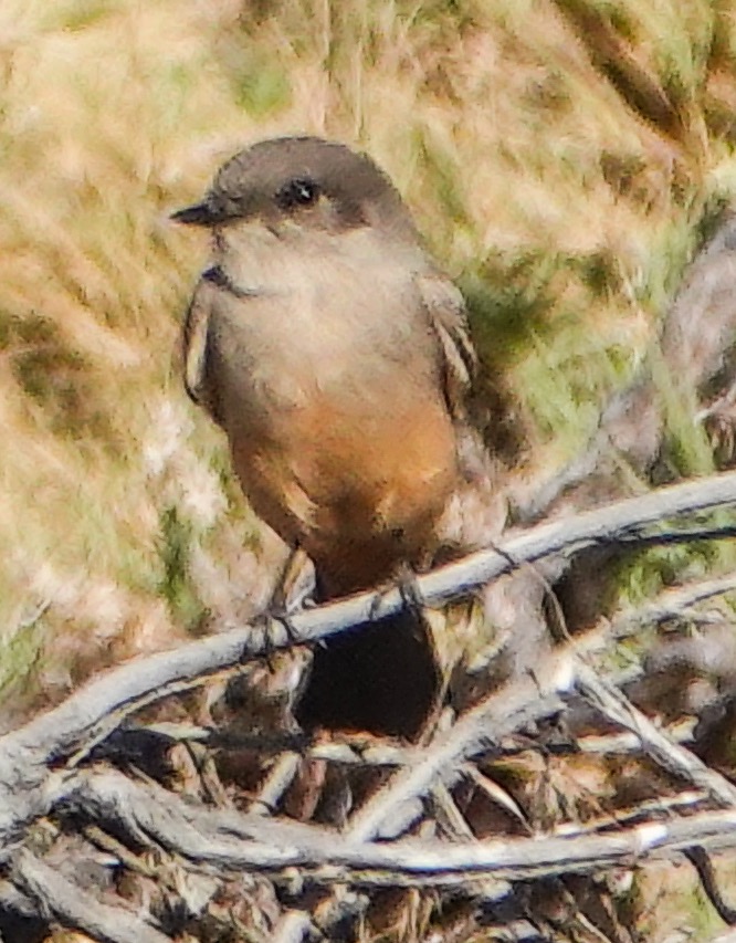 Say's Phoebe175.jpg