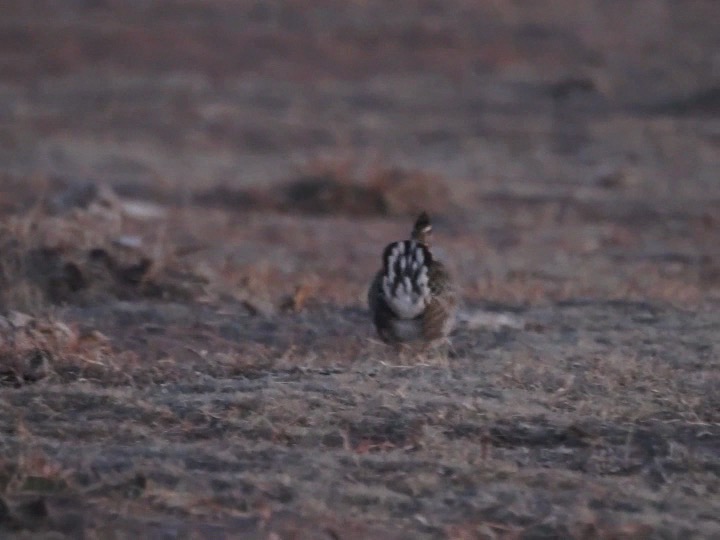 Greater Prairie Chicken in early AM.m4v
