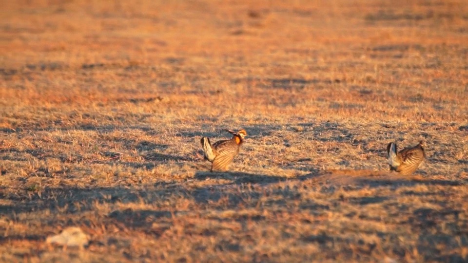 Greater Prairie Chickens Two fighting.m4v