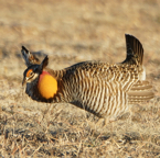 Greater Prairie Chickenn-128+.jpg