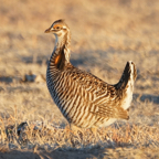 Greater Prairie Chicken-81.jpg