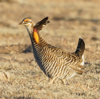 Greater Prairie Chickenn-134