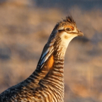 Greater Prairie Chicken-75.jpg