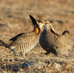 Greater Prairie Chickenn-116