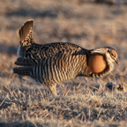 Greater Prairie Chicken-76.jpg