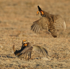 Two Prairie Chickens fighting-98+