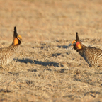 Two Prairie Chickens fighting-96