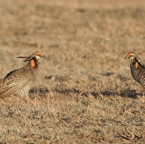 Two Prairie Chickens-106