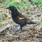 Red-winged Blackbird-65