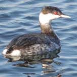 Horned Grebe Adult Winter-152