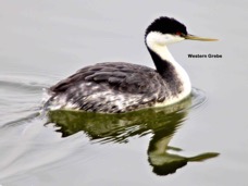 Western Grebe 3135t.jpg