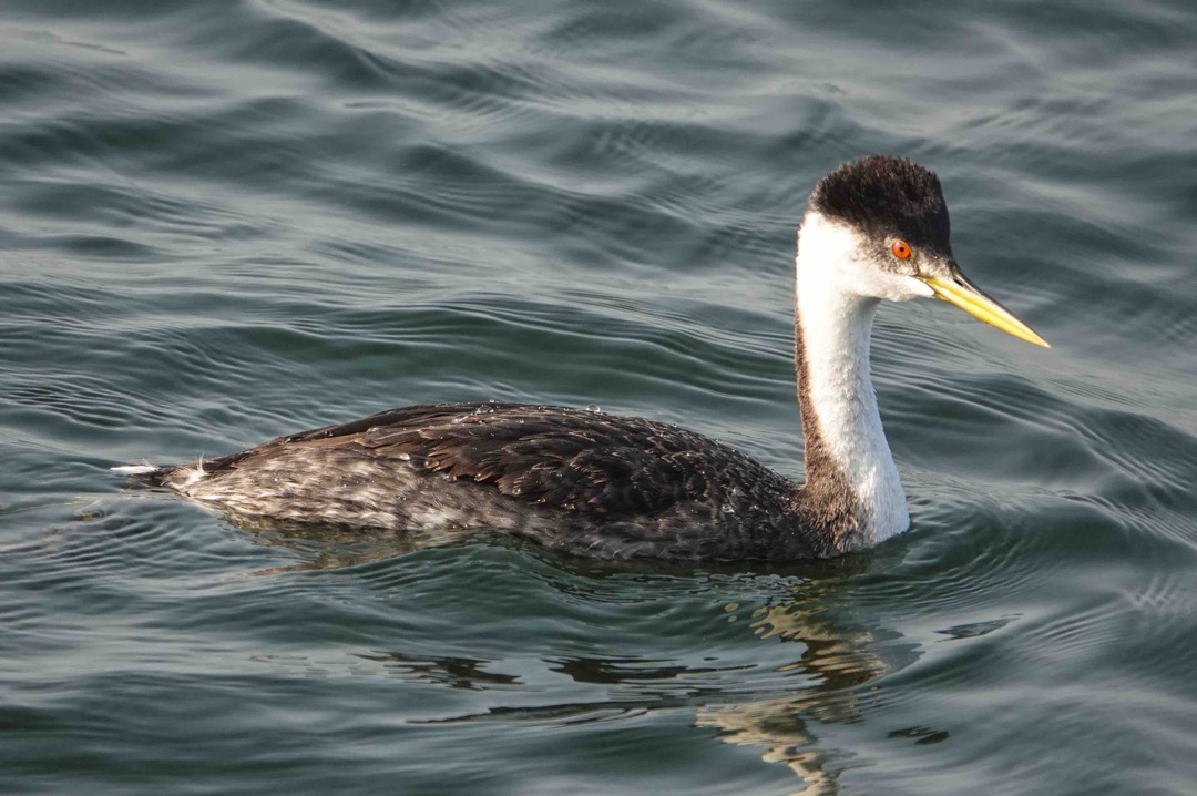 Western Grebe-10.jpg