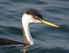 Western Grebe-13.jpg