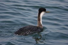 Western Grebe-21.jpg