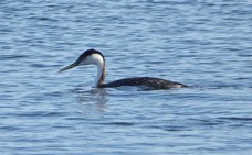 Western Grebe winter-7.jpg