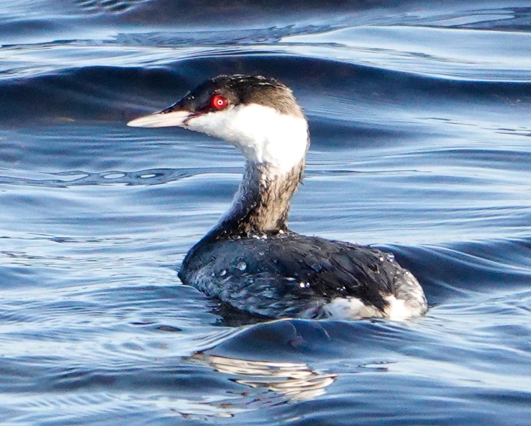 Horned Grebe Adult Winter-38.jpg