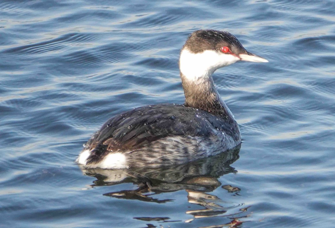 Horned Grebe Adult Winter-15.jpg