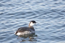 Horned Grebe Adult Winter-13.jpg