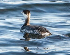Horned Grebe Adult Winter-34.jpg