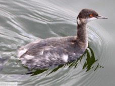 Grebe Horned winter 3199.jpg