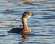 Pied-billed Grebe non-breeding-44.jpg