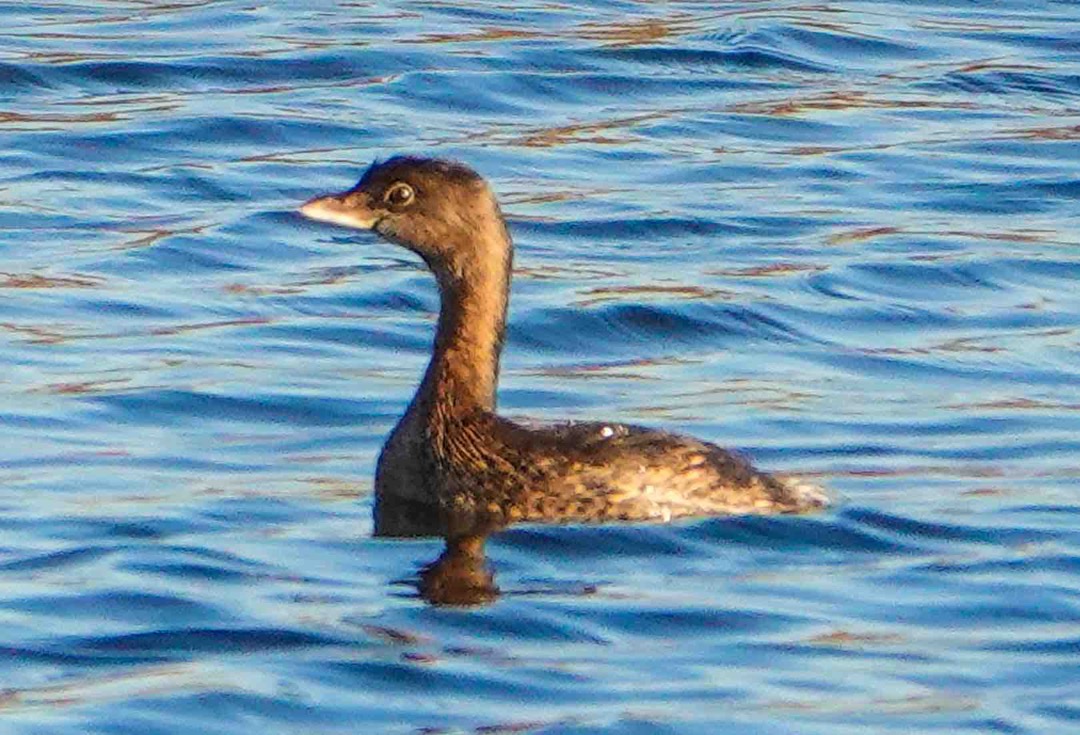 Pied-billed Grebe non-breeding-35.jpg