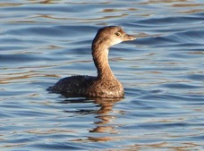 Pied-billed Grebe non-breeding-43.jpg