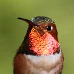 Allen&#39;s Hummingbird 1043 152