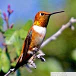 Rufous Hummingbird 7778 152 