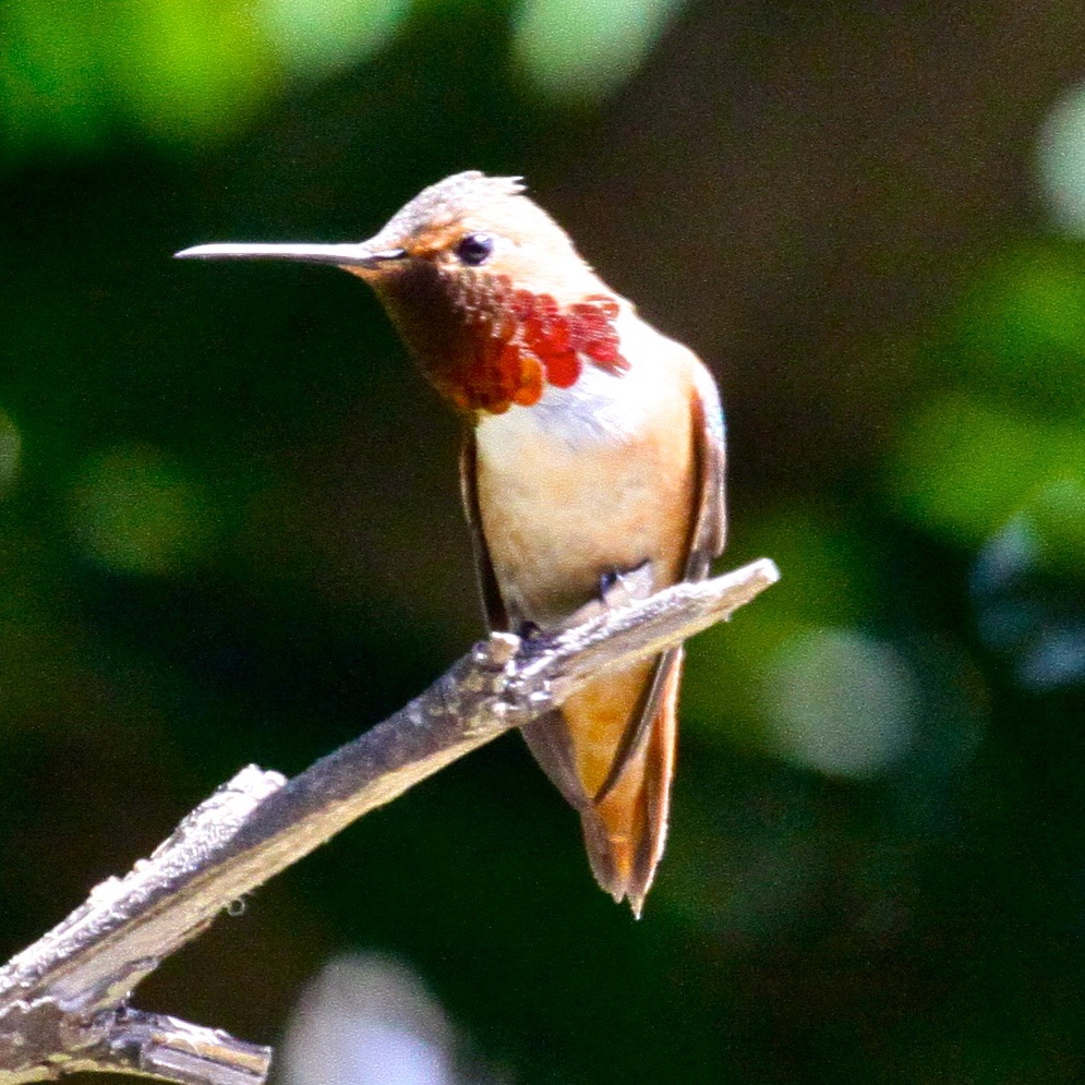 Allen's Hummingbird 5764.jpg