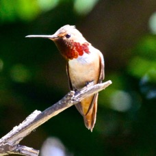 Allen's Hummingbird 5764.jpg
