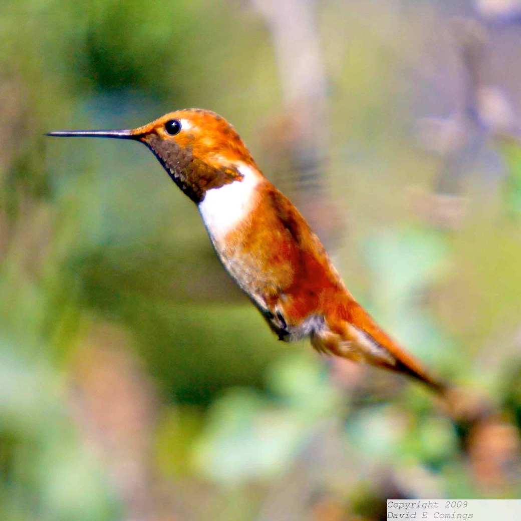 Rufous Hummingbird 7809