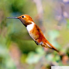 Rufous Hummingbird 7809